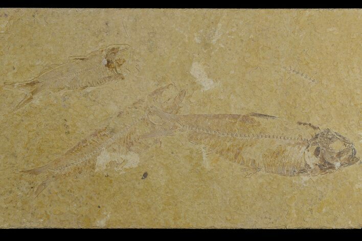 Trio of Fossil Fish (Knightia) - Green River Formation